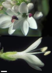 Veronica gibbsii. Flowers. Scale = 1 mm.
 Image: W.M. Malcolm © Te Papa CC-BY-NC 3.0 NZ